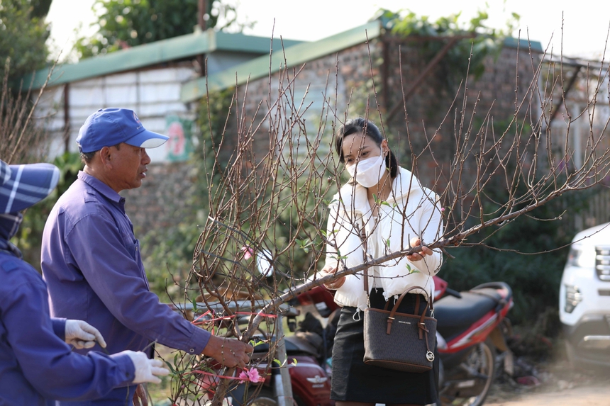 Làng đào Nhật Tân (Hà Nội) tất bật vào vụ Tết - Ảnh 7.