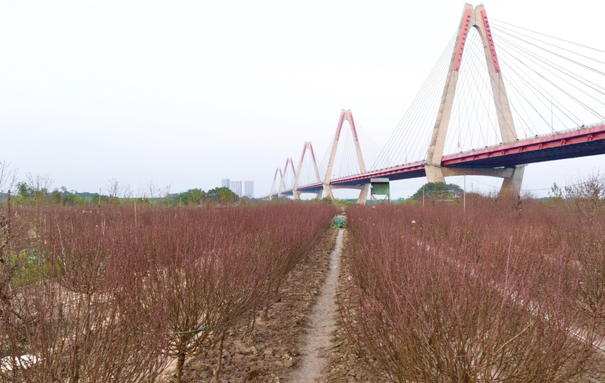 Làng đào Nhật Tân (Hà Nội) tất bật vào vụ Tết - Ảnh 3.