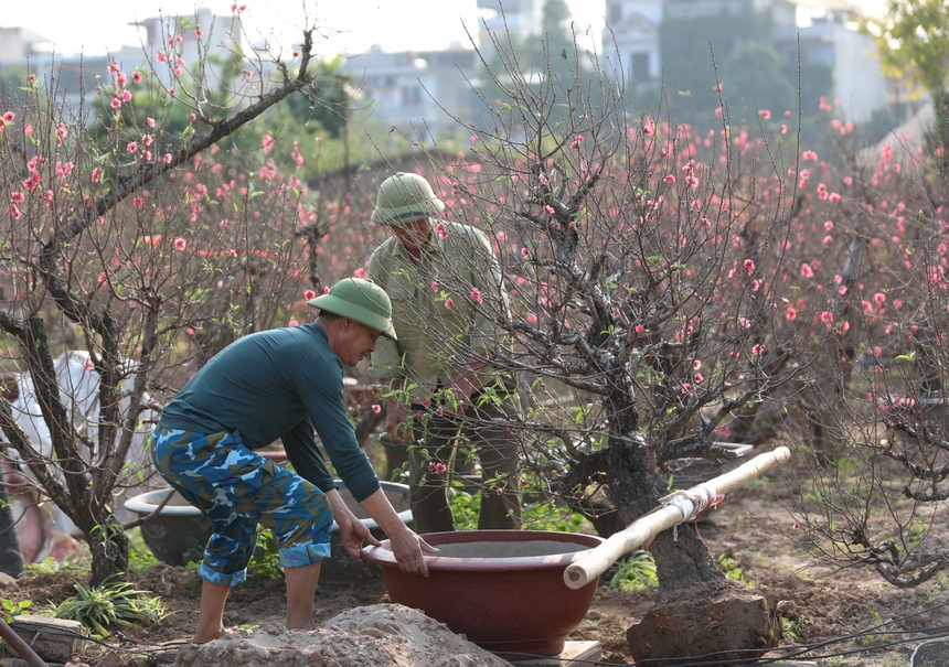 Làng đào Nhật Tân (Hà Nội) tất bật vào vụ Tết - Ảnh 10.