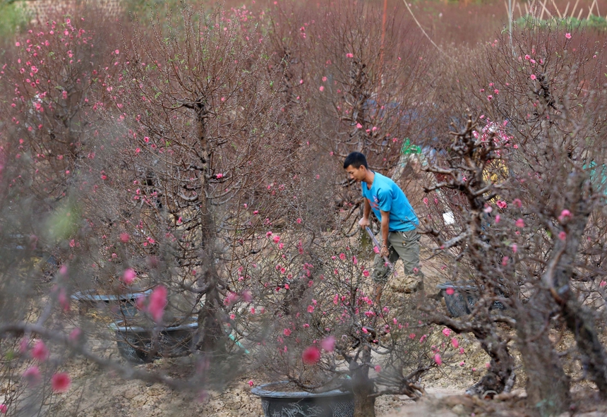 Làng đào Nhật Tân (Hà Nội) tất bật vào vụ Tết - Ảnh 5.