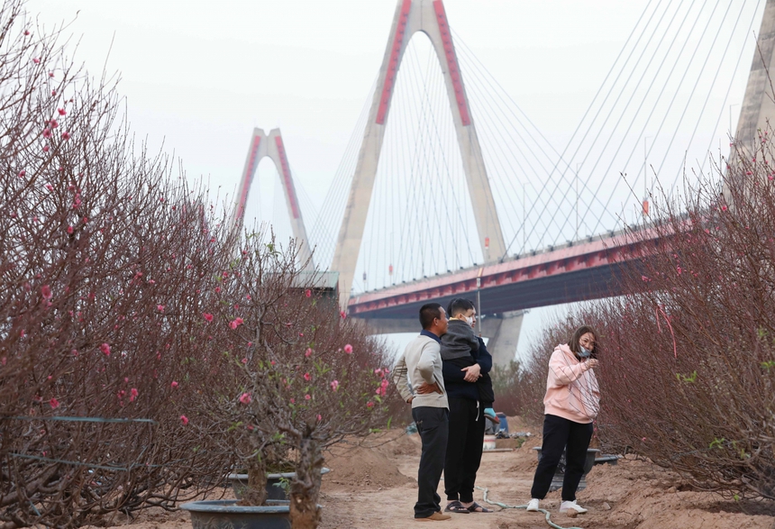 Làng đào Nhật Tân (Hà Nội) tất bật vào vụ Tết - Ảnh 8.