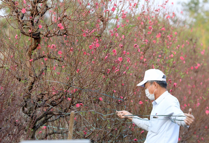 Làng đào Nhật Tân (Hà Nội) tất bật vào vụ Tết - Ảnh 6.
