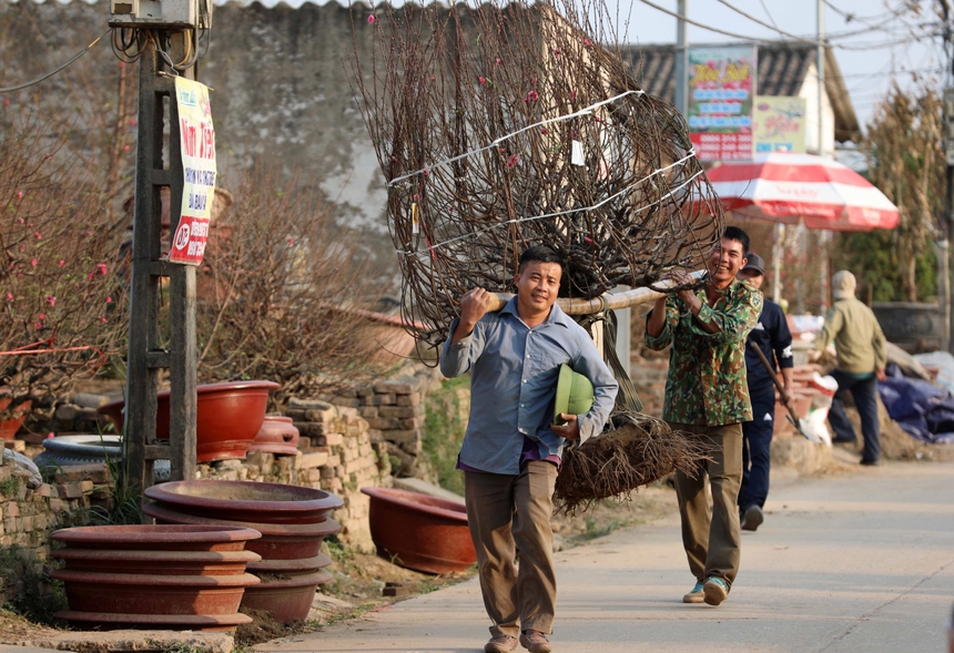 Làng đào Nhật Tân (Hà Nội) tất bật vào vụ Tết - Ảnh 12.