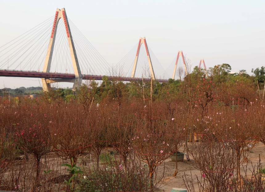 Làng đào Nhật Tân (Hà Nội) tất bật vào vụ Tết - Ảnh 2.