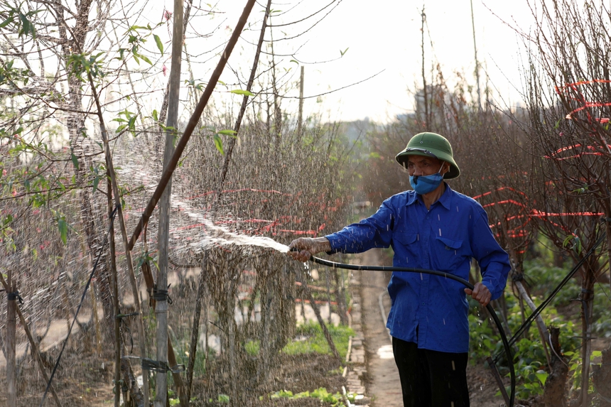 Làng đào Nhật Tân (Hà Nội) tất bật vào vụ Tết - Ảnh 4.