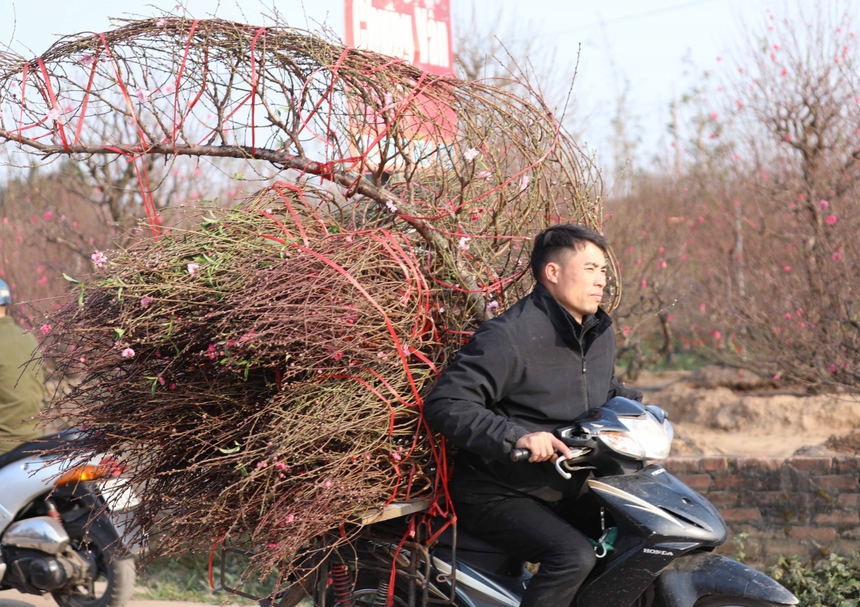 Làng đào Nhật Tân (Hà Nội) tất bật vào vụ Tết - Ảnh 11.