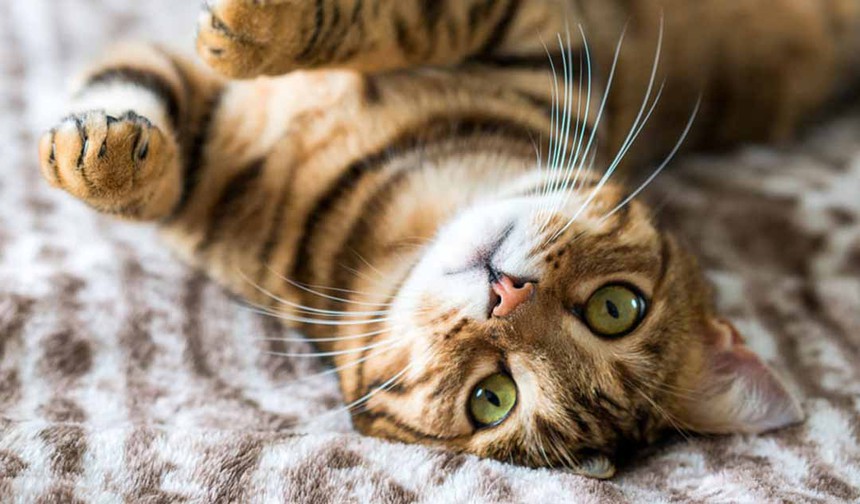 Vị trí và ý nghĩa của Mèo trong 12 con giáp: Vì sao con vật này lại được rất nhiều các quốc gia tôn sùng như một vị thần? - Ảnh 2.