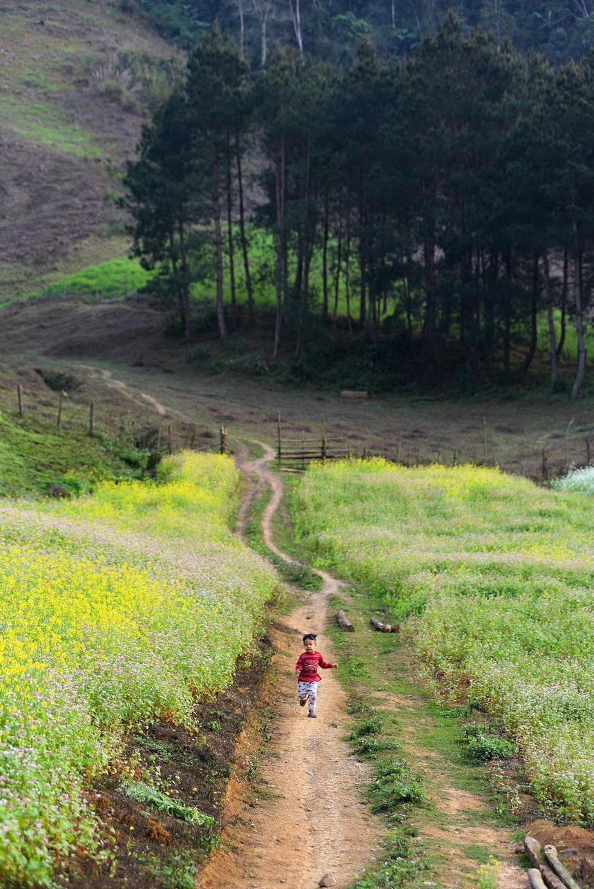 Đừng lỡ hẹn với Sơn La mùa hoa cải - Thiên đường trắng xóa đẹp quên lối về - Ảnh 14.