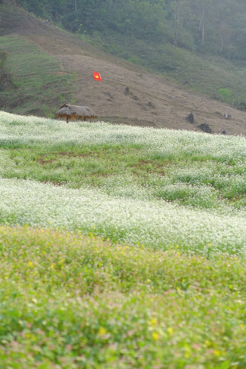 Đừng lỡ hẹn với Sơn La mùa hoa cải - Thiên đường trắng xóa đẹp quên lối về - Ảnh 8.