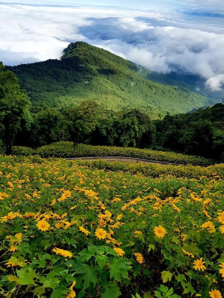 Dã quỳ sớm nở chóng tàn, "set kèo" tới Ba Vì check-in giữa rừng hoa ngay kẻo lỡ - Ảnh 7. Dã quỳ sớm nở chóng tàn, "set kèo" tới Ba Vì check-in giữa rừng hoa ngay kẻo lỡ - Ảnh 7.