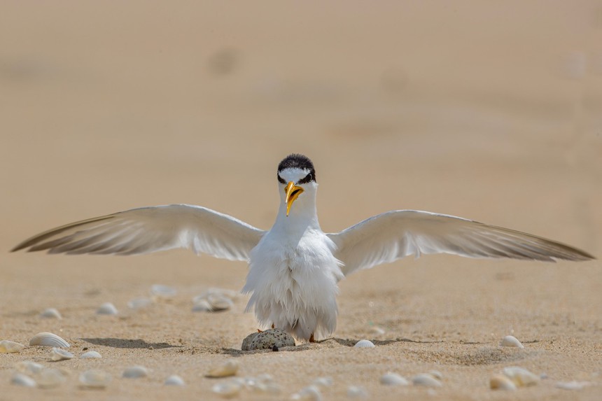 Cuộc sống sau ống kính: Chuyện về chim nhàn nhỏ - Ảnh 1.
