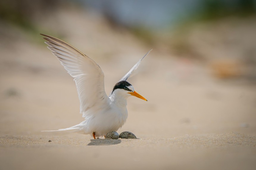 Cuộc sống sau ống kính: Chuyện về chim nhàn nhỏ - Ảnh 2.