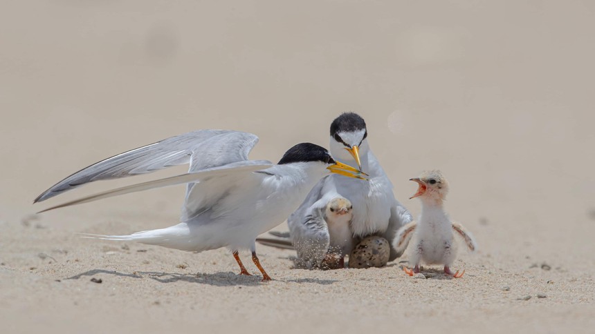 Cuộc sống sau ống kính: Chuyện về chim nhàn nhỏ - Ảnh 3.