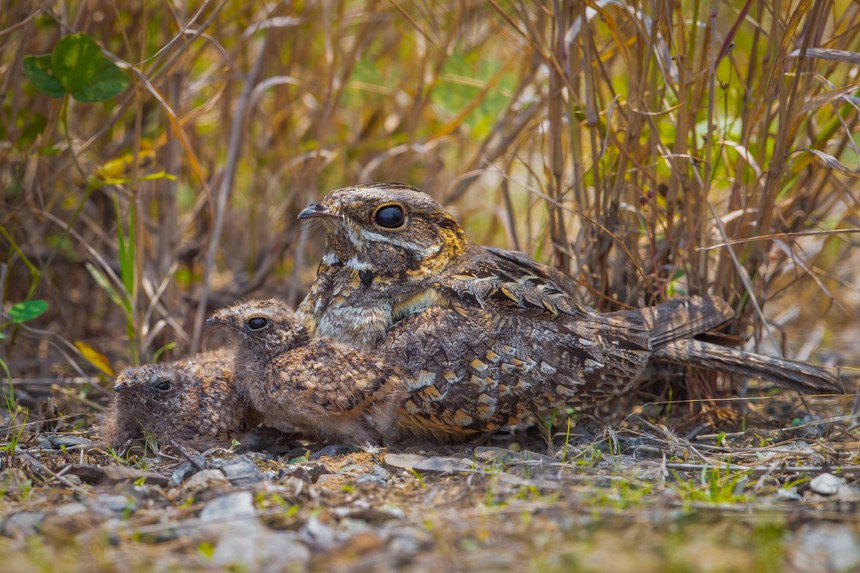Cuộc sống sau ống kính: 6 tuần sống với chim cú muỗi giữa thiên nhiên - Ảnh 4. Cuộc sống sau ống kính: 6 tuần sống với chim cú muỗi giữa thiên nhiên - Ảnh 4.