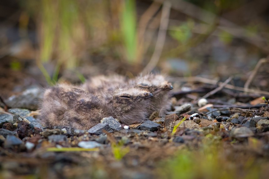 Cuộc sống sau ống kính: 6 tuần sống với chim cú muỗi giữa thiên nhiên - Ảnh 2. Cuộc sống sau ống kính: 6 tuần sống với chim cú muỗi giữa thiên nhiên - Ảnh 2.