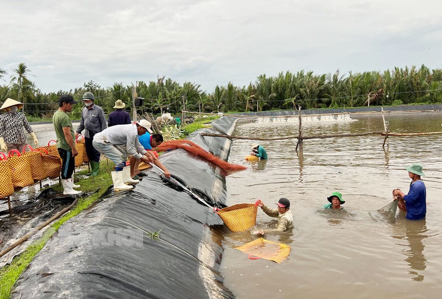 Du lịch biển Bến Tre tăng 85% doanh thu - Ảnh 3. Du lịch biển Bến Tre tăng 85% doanh thu - Ảnh 3.