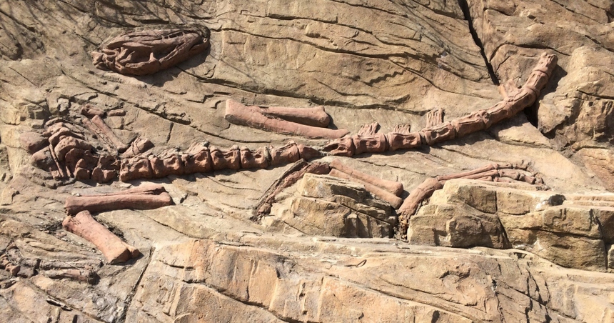 Trung Quốc phục hồi hóa thạch khủng long có niên đại hơn 130 triệu năm - Ảnh 1. Trung Quốc phục hồi hóa thạch khủng long có niên đại hơn 130 triệu năm - Ảnh 1.