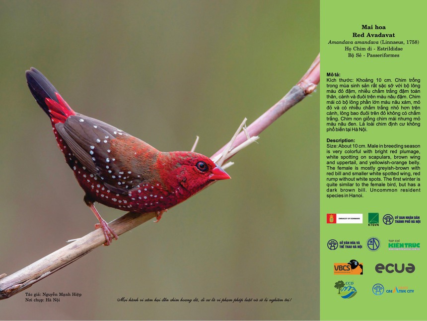 Chuyện 'Hà Nội đất lành chim đậu' - Ảnh 2.