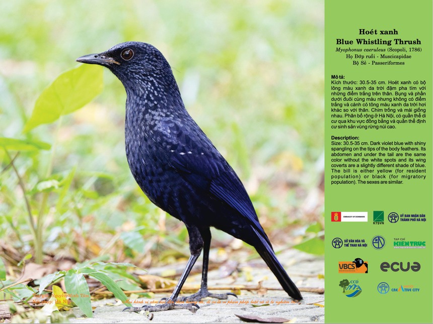 Chuyện 'Hà Nội đất lành chim đậu' - Ảnh 3.