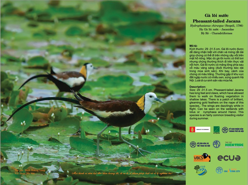 Chuyện 'Hà Nội đất lành chim đậu' - Ảnh 4.