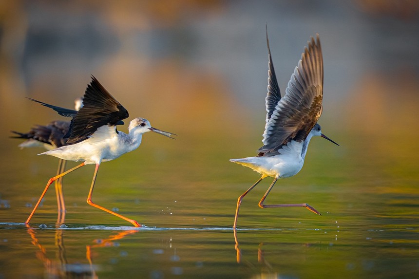 Cuộc sống sau ống kính: 'Vũ công' trên hồ nước - Ảnh 1.