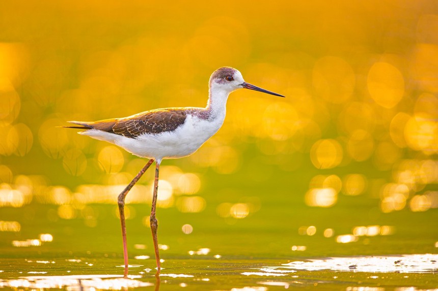 Cuộc sống sau ống kính: 'Vũ công' trên hồ nước - Ảnh 2.