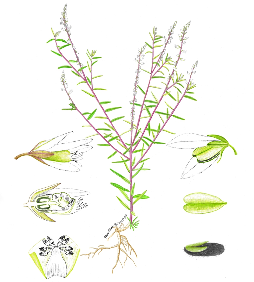 Triển lãm nhóm 'Sinh cảnh' của 3 họa sĩ trẻ ở Đà Lạt - Ảnh 4.