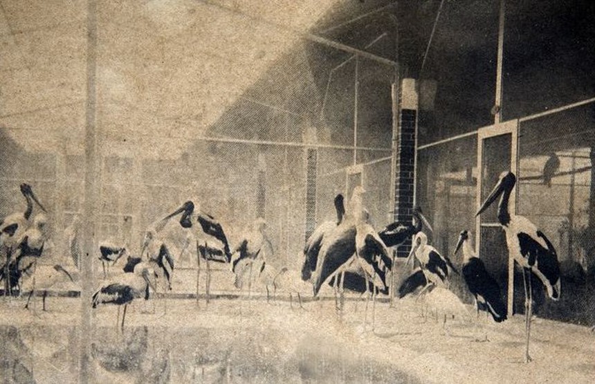 Ảnh = Ký ức = Lịch sử (kỳ 84): Từ Thảo Cầm Viên Sài Gòn… - Ảnh 14.