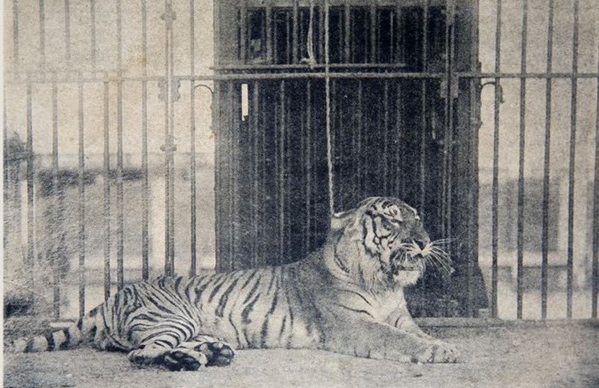 Ảnh = Ký ức = Lịch sử (kỳ 84): Từ Thảo Cầm Viên Sài Gòn… - Ảnh 15.