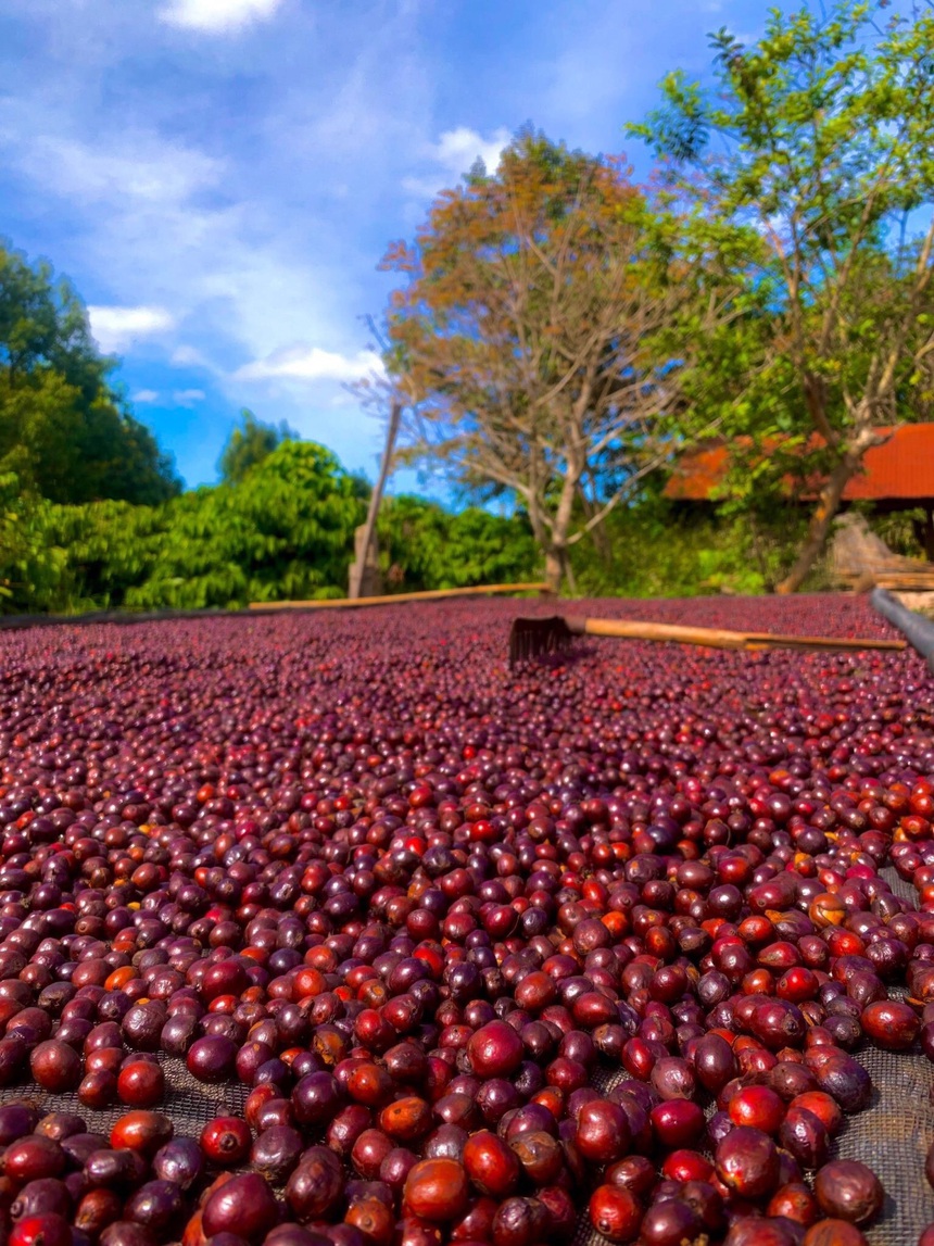 Ông Trần Văn Quỳnh, Chủ tịch Công ty CP Tập đoàn Vị Trí Vàng: "Cà phê và bóng đá là hai tình yêu lớn của đời tôi - Ảnh 1.
