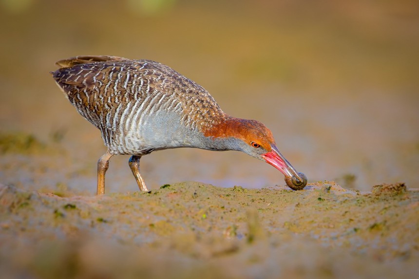 Cuộc sống sau ống kính: Chuyện về gà nước vằn nhút nhát nuôi con - Ảnh 1. Cuộc sống sau ống kính: Chuyện về gà nước vằn nhút nhát nuôi con - Ảnh 1.