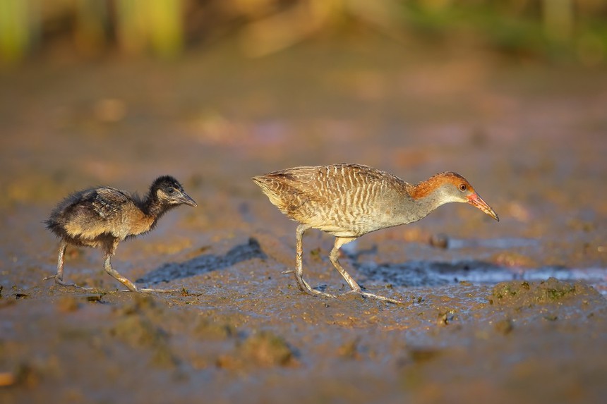 Cuộc sống sau ống kính: Chuyện về gà nước vằn nhút nhát nuôi con - Ảnh 2. Cuộc sống sau ống kính: Chuyện về gà nước vằn nhút nhát nuôi con - Ảnh 2.