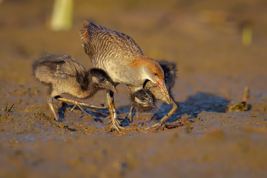 Cuộc sống sau ống kính: Chuyện về gà nước vằn nhút nhát nuôi con - Ảnh 3. Cuộc sống sau ống kính: Chuyện về gà nước vằn nhút nhát nuôi con - Ảnh 3.