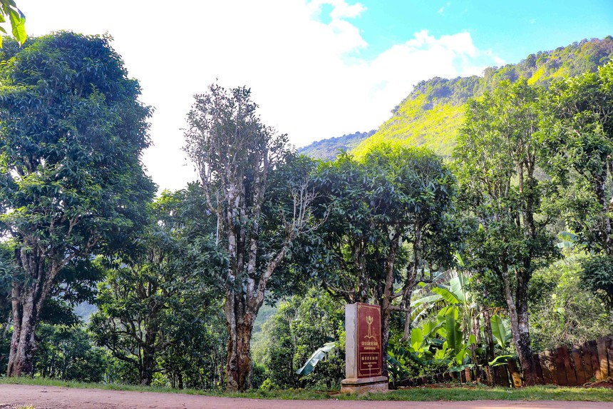 Quần thể chè Shan tuyết cổ thụ ở Tủa Chùa (Điện Biên) - Ảnh 1.