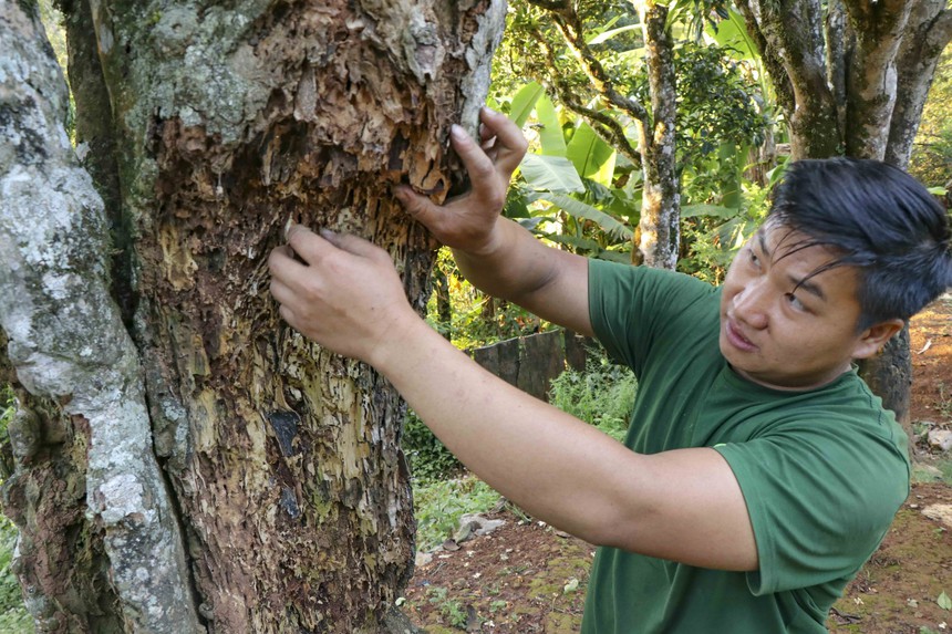 Quần thể chè Shan tuyết cổ thụ ở Tủa Chùa (Điện Biên) - Ảnh 3.