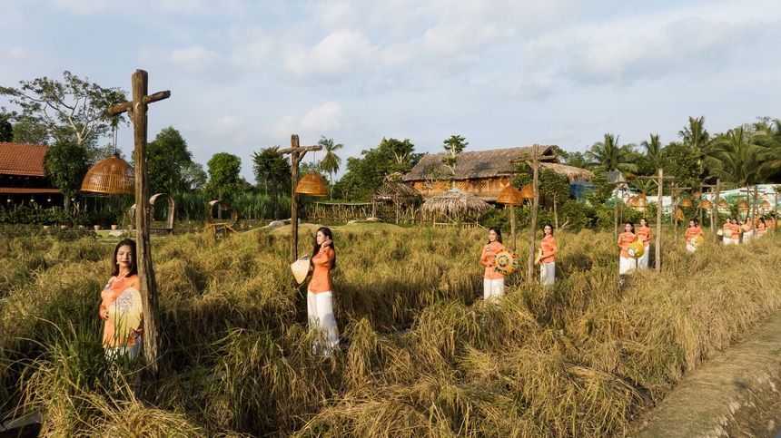 Người đẹp Tây Đô catwalk trên cánh đồng lúa - Ảnh 6.