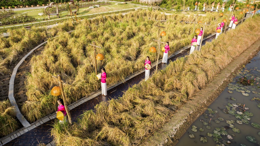 Người đẹp Tây Đô catwalk trên cánh đồng lúa - Ảnh 7.