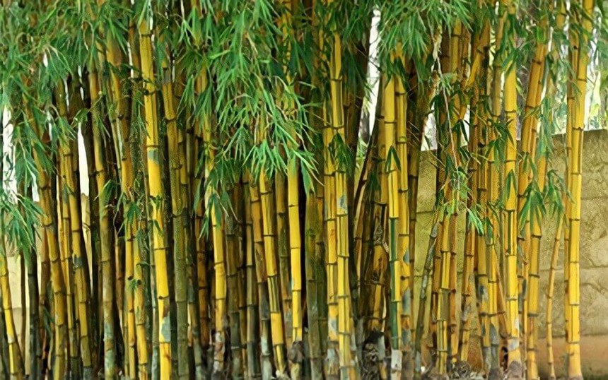 Chữ và nghĩa: Trúc dẫu cháy đốt ngay vẫn thẳng - Ảnh 1. Chữ và nghĩa: Trúc dẫu cháy đốt ngay vẫn thẳng - Ảnh 1.