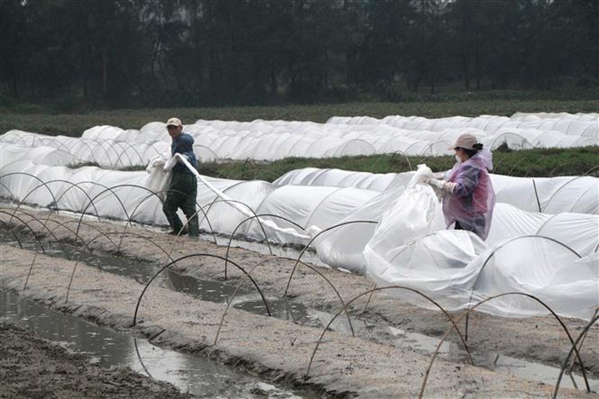 Các tỉnh, thành phố khu vực Bắc Bộ chủ động ứng phó với rét đậm, rét hại - Ảnh 1. Các tỉnh, thành phố khu vực Bắc Bộ chủ động ứng phó với rét đậm, rét hại - Ảnh 1.