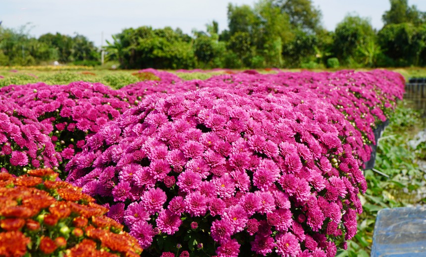 Mới lạ cúc mâm xôi nhiều màu ở Làng hoa Sa Đéc phục vụ cho thị trường Tết 2024 - Ảnh 2. Mới lạ cúc mâm xôi nhiều màu ở Làng hoa Sa Đéc phục vụ cho thị trường Tết 2024 - Ảnh 2.