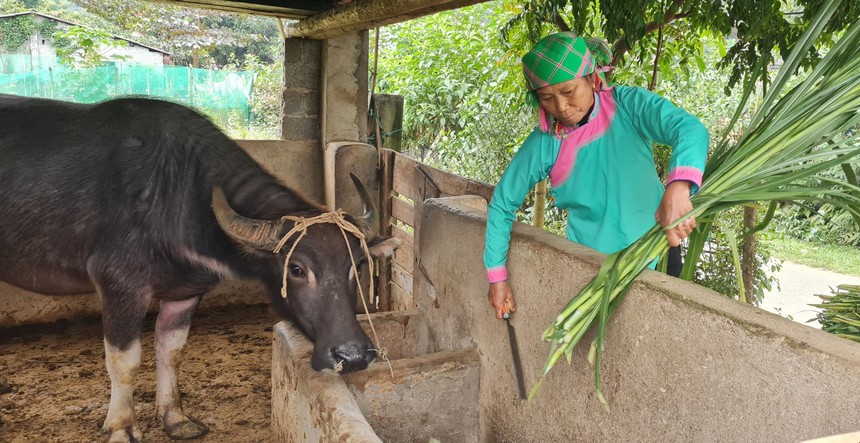 Công điện của Thủ tướng Chính phủ về phòng, chống rét đậm, rét hại kéo dài - Ảnh 2.