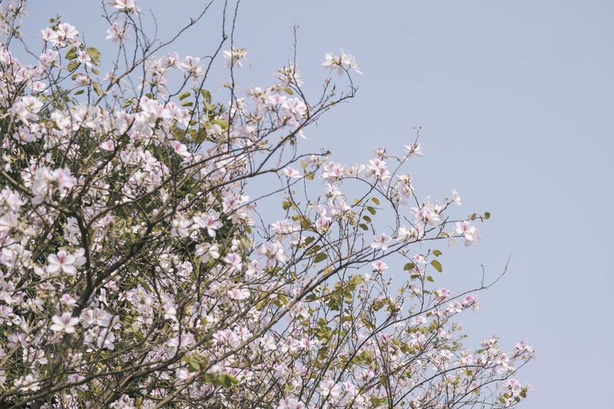 Đông nghịt người kéo đến "con đường hoa ban tím" ở Hà Nội trong ngày cuối tuần, đúng là trời nắng đẹp có khác! - Ảnh 8.