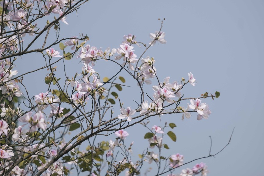 Đông nghịt người kéo đến "con đường hoa ban tím" ở Hà Nội trong ngày cuối tuần, đúng là trời nắng đẹp có khác! - Ảnh 9.