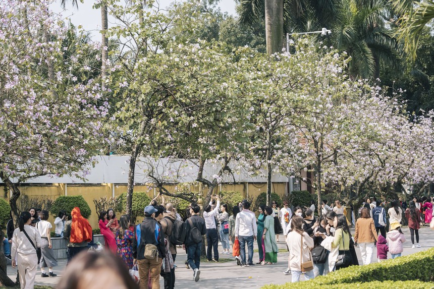 Đông nghịt người kéo đến "con đường hoa ban tím" ở Hà Nội trong ngày cuối tuần, đúng là trời nắng đẹp có khác! - Ảnh 3.