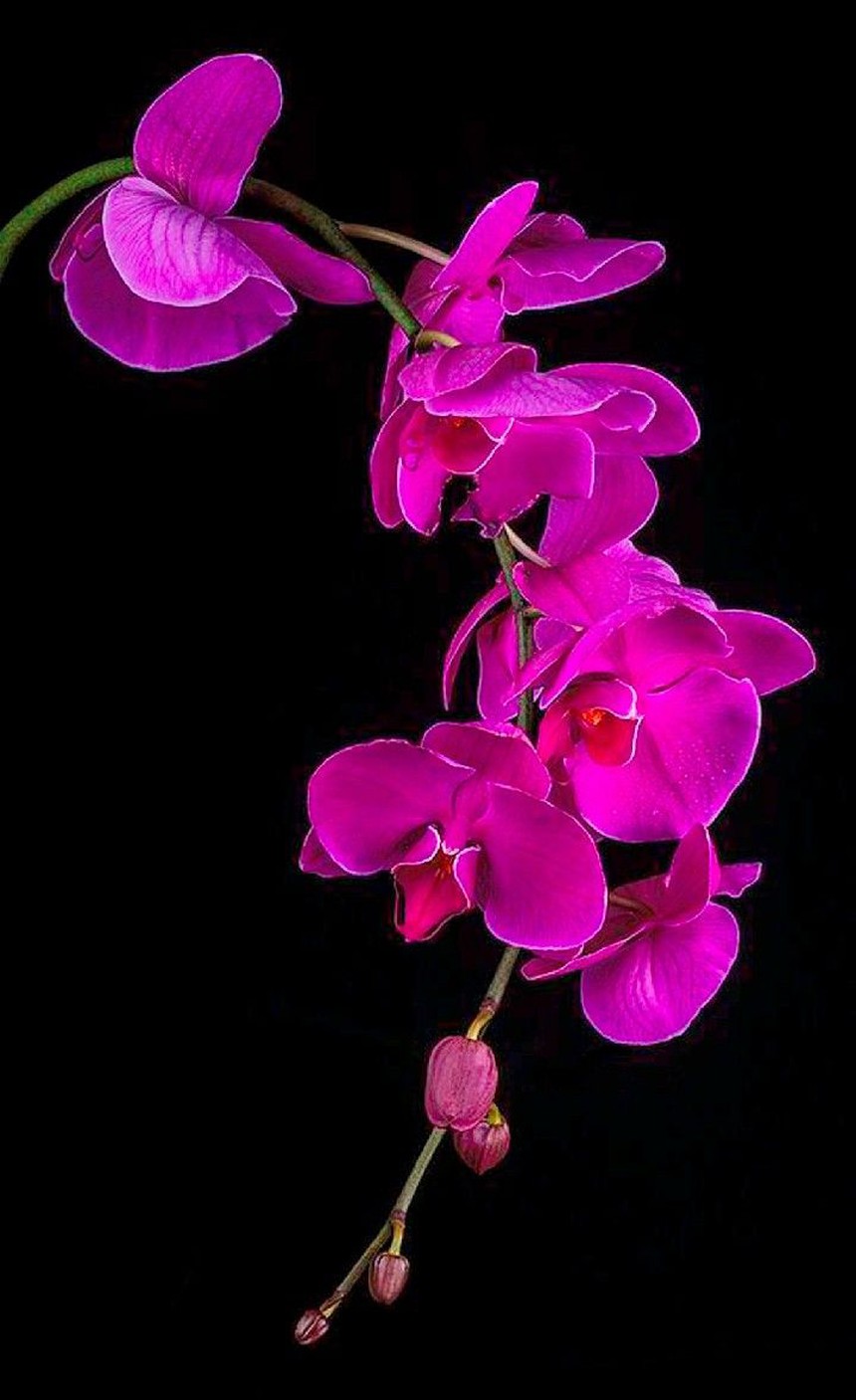 Không chỉ có hoa tươi, đây là những loài cây dành tặng đối phương dịp Valentine này - Ảnh 1. Không chỉ có hoa tươi, đây là những loài cây dành tặng đối phương dịp Valentine này - Ảnh 1.