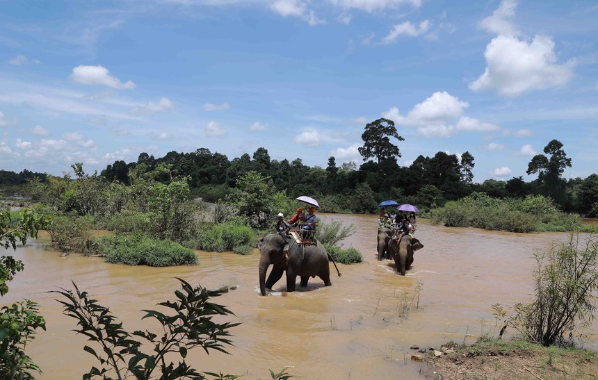 Dừng hoạt động kinh doanh dịch vụ cưỡi voi tại Trung tâm Du lịch Cầu treo Buôn Đôn - Ảnh 1.
