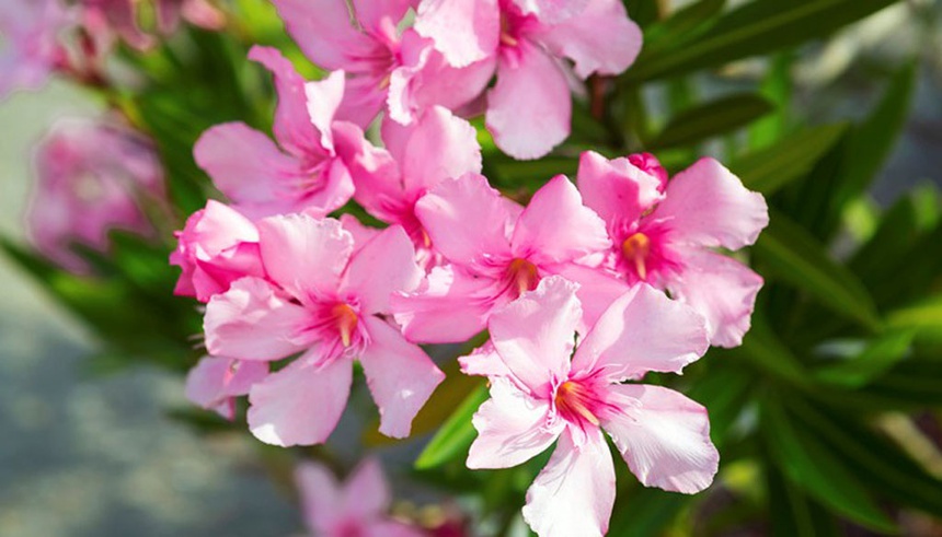 Loại cây cảnh được mệnh danh là "sự quyến rũ của thần chết", cực độc ăn phải có thể chết người - Ảnh 1.