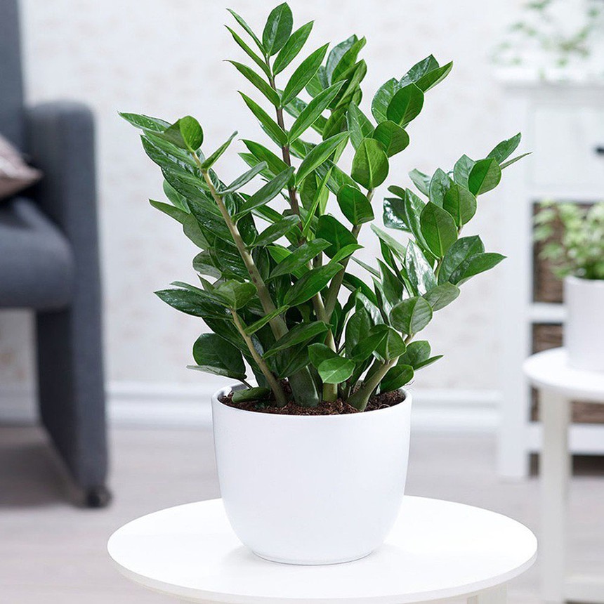 5 cây cảnh giúp người mệnh Kim gặp nhiều may mắn tài lộc - Ảnh 1.