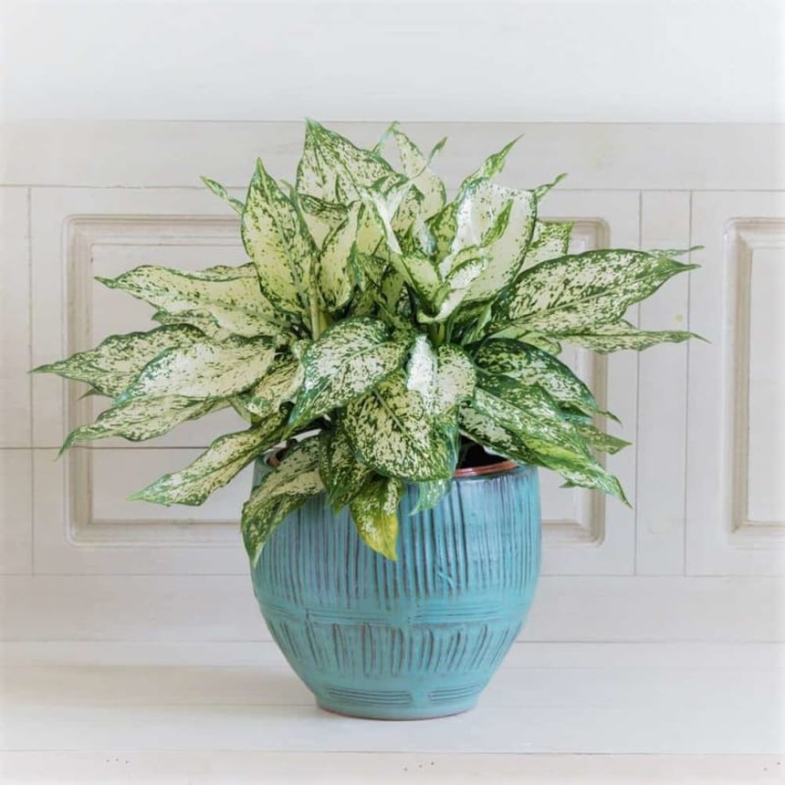 5 cây cảnh giúp người mệnh Kim gặp nhiều may mắn tài lộc - Ảnh 3.