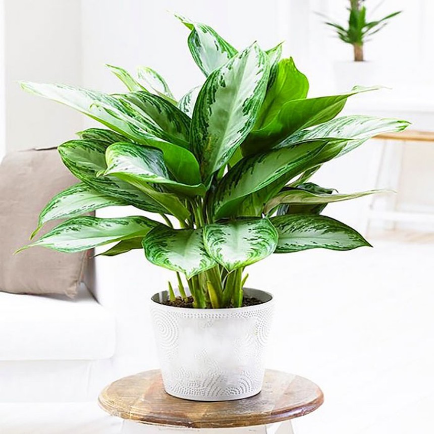 5 cây cảnh giúp người mệnh Kim gặp nhiều may mắn tài lộc - Ảnh 4.